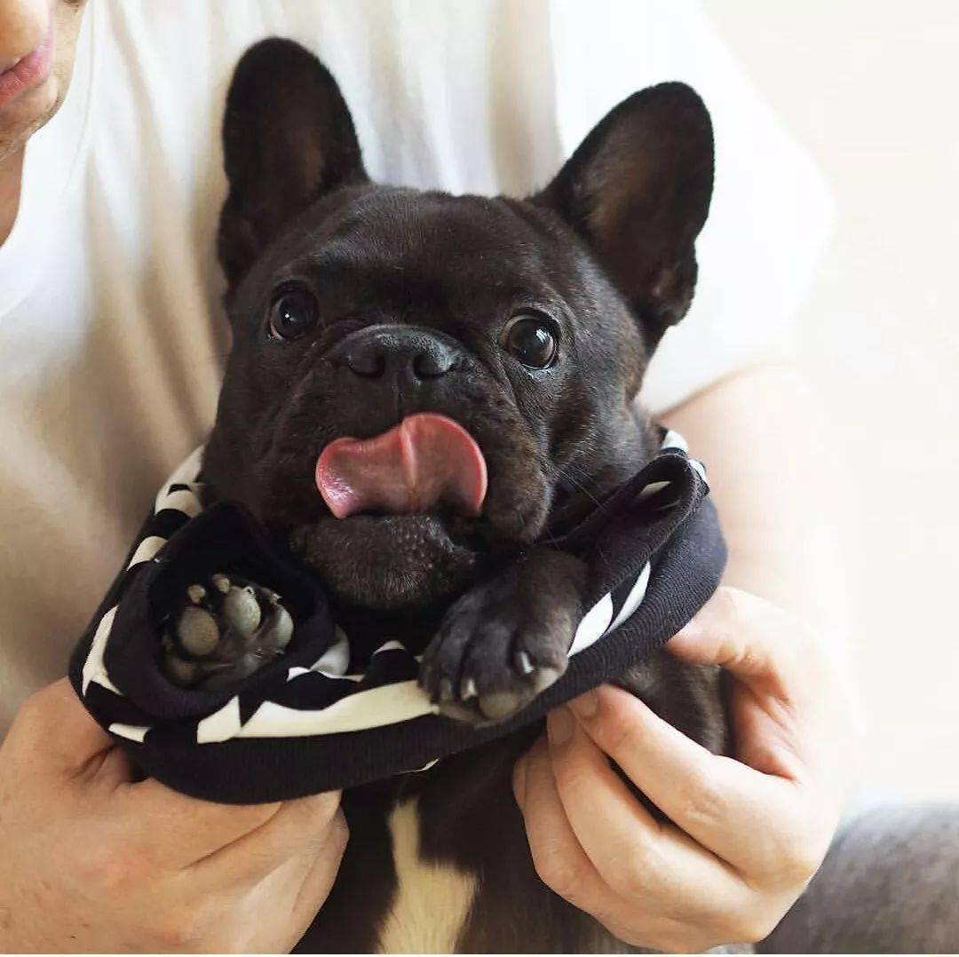 请问法斗,你是吃可爱多长大的吗?