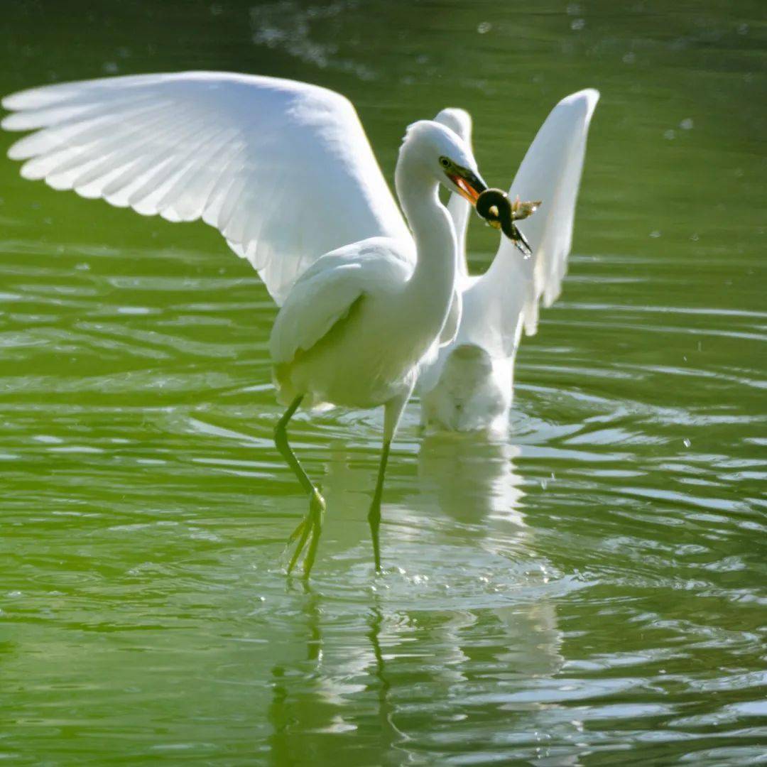 画面太美日照市区这里成群白鹭飞