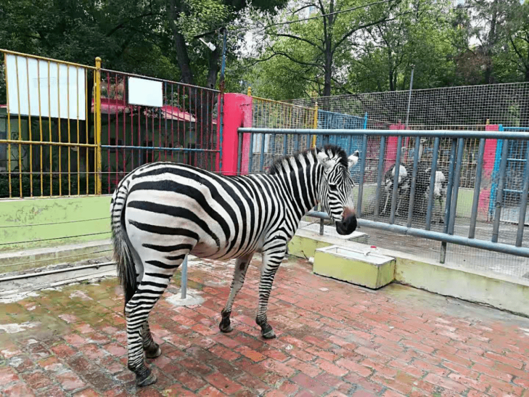 重磅荆州动物园加入江汉旅游年卡啦周末约起