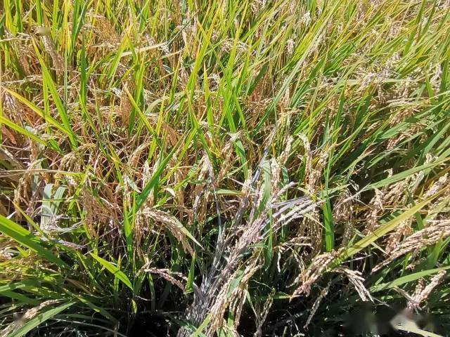 郑州苑林生态农场的六不用水稻近期收获