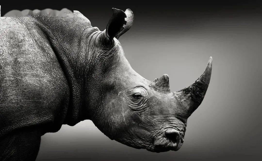 阿里玩犀牛是想从高维度打压拼多多