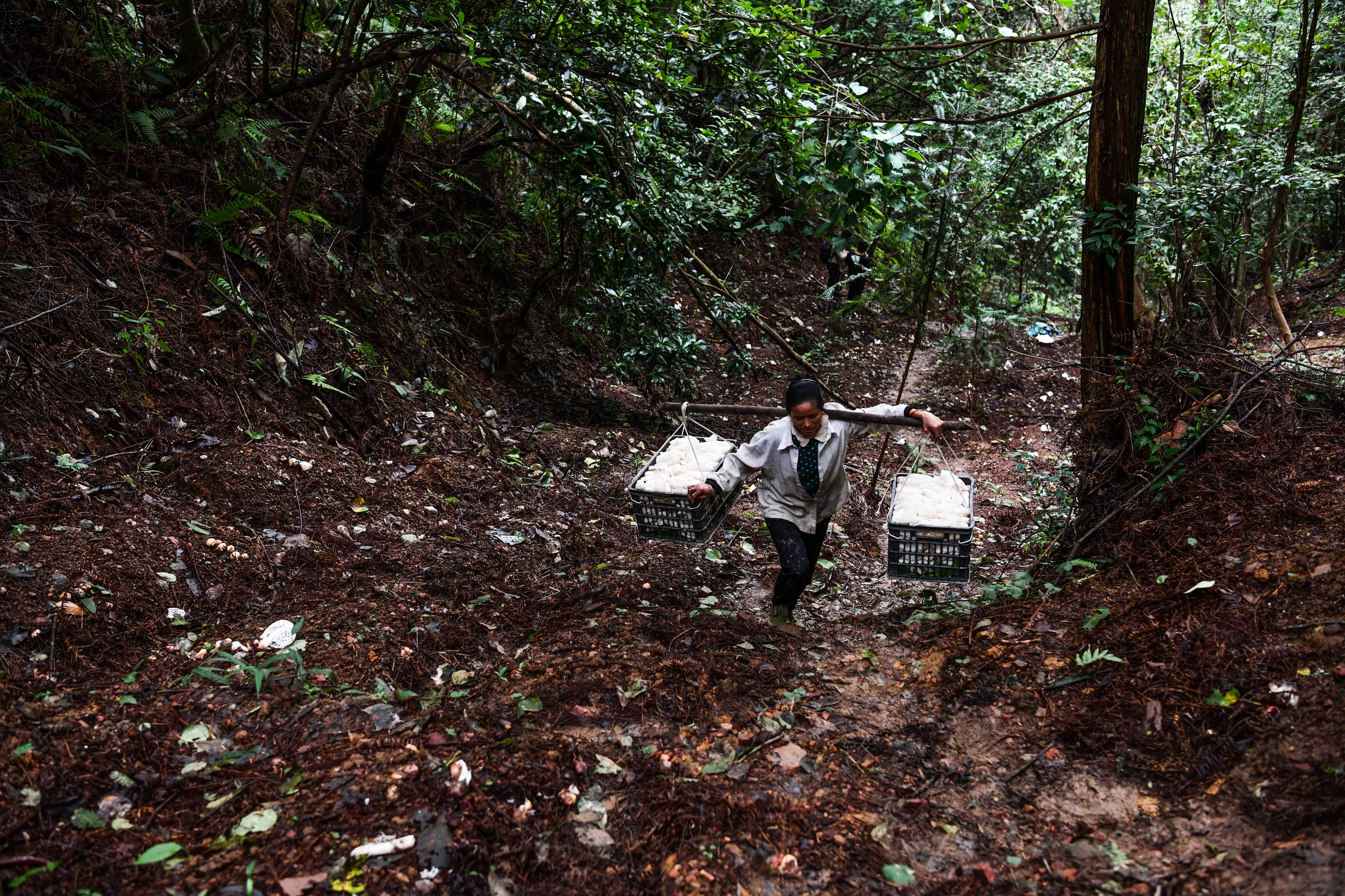 在贵州省榕江县寨蒿镇高赧村原始森林竹荪基地,村民在搬运刚采摘的