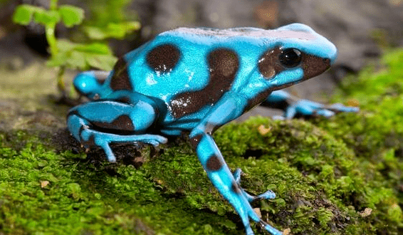 亚马逊河流域十大令人闻风丧胆的动物小小牙签鱼排榜首