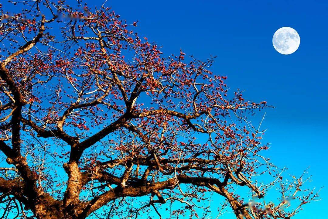 攀枝花竟是上古神话中的太阳神花_雅砻江