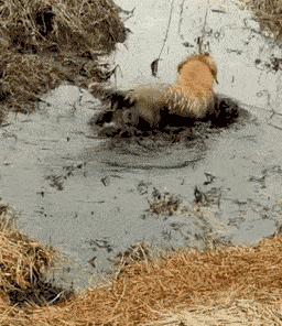 别看金毛个头不小,要说胆子那绝对是个老鼠胆,见啥怕啥!笼