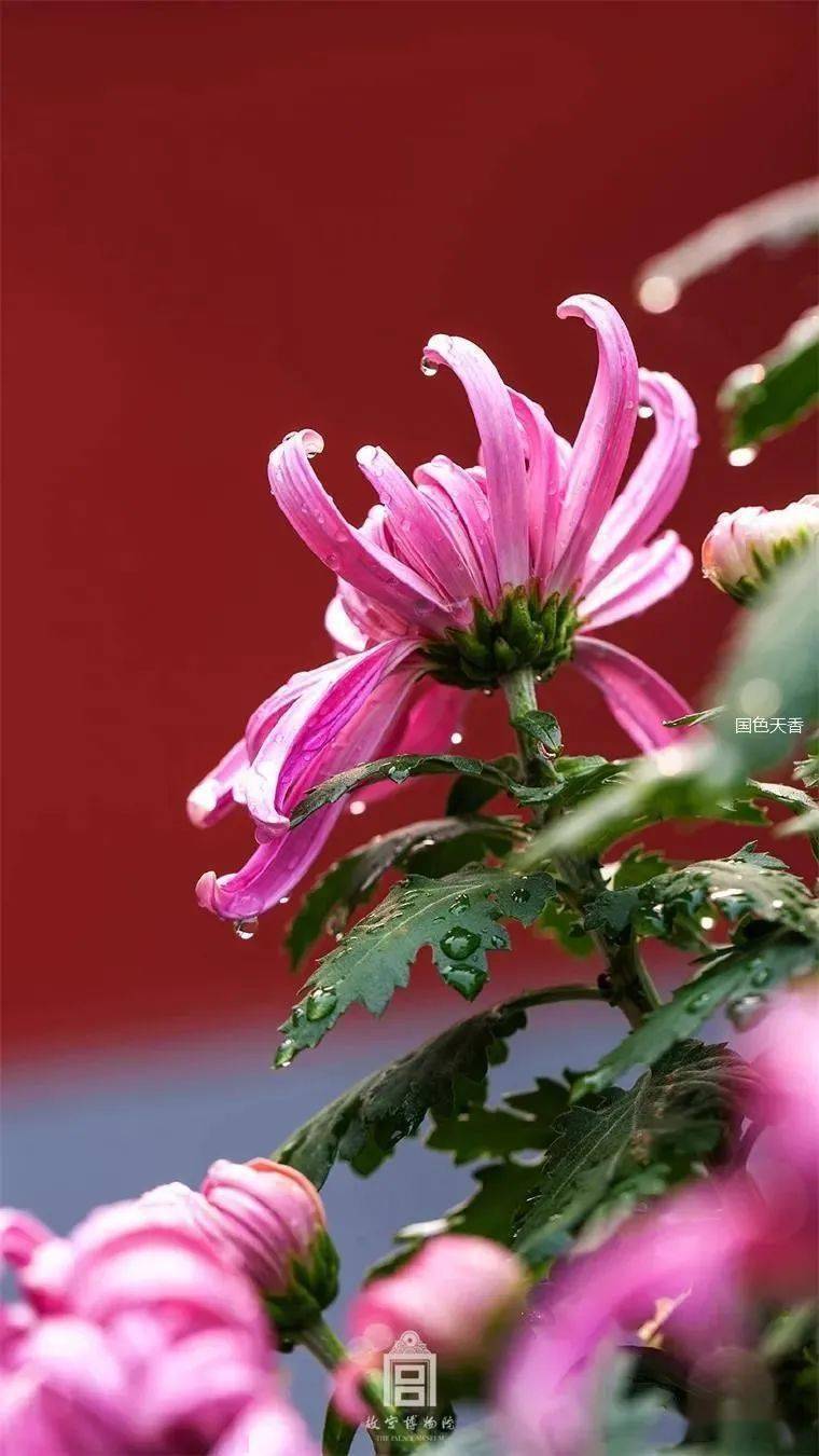 秋分|听菊(听醉了!)_菊花