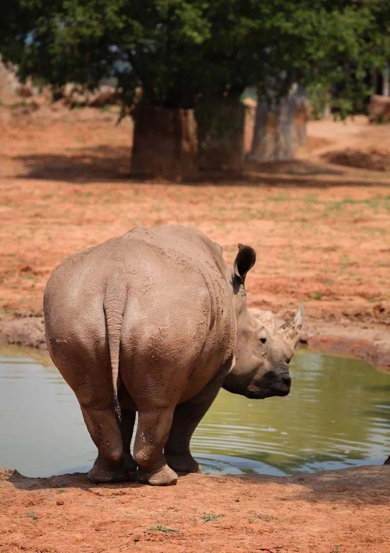 珍犀它爱犀它沈阳森林动物园世界犀牛日主题活动