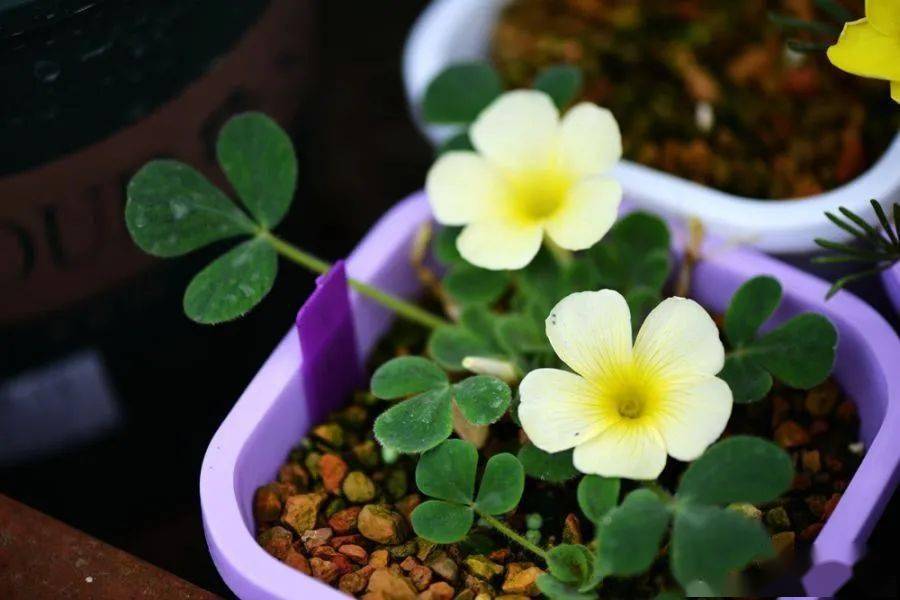 酢浆草已开200多种真的