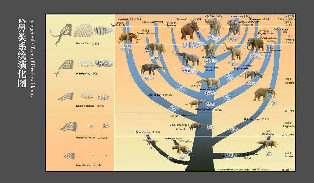 绝大多数哺乳动物的牙齿都是垂直式替换,而大象的颊齿(俗称槽牙)更替