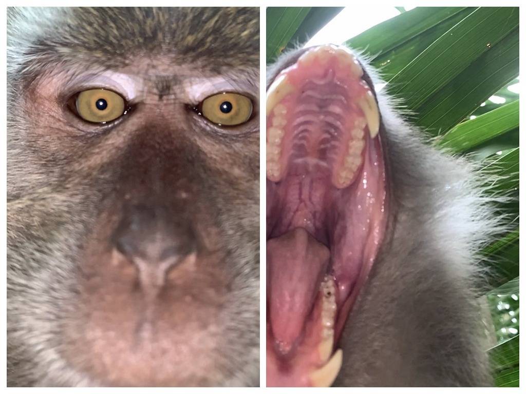 恐怖大马猴图片
