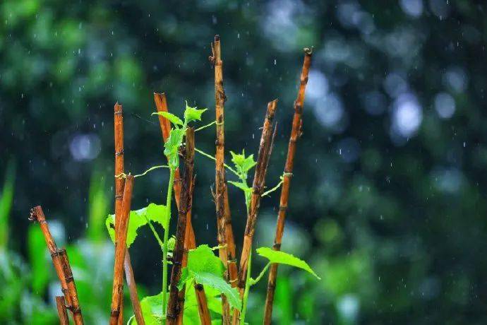 【舞雩】《诗经》210《小雅·信南山》_祭祀