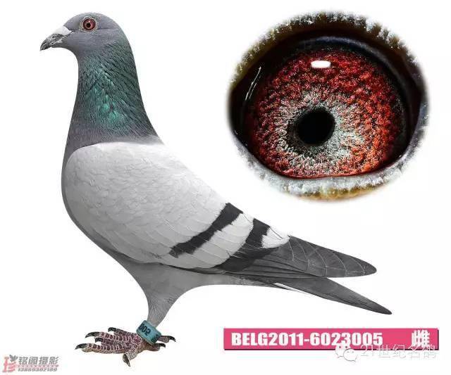 被中国土豪收购的那些欧洲鸽王拥有一只足矣!