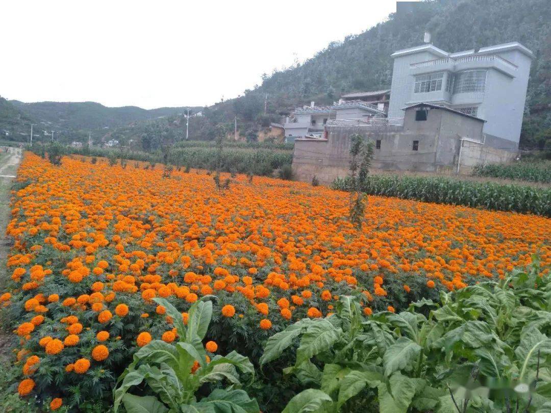 【走向我们的小康生活】云南驿镇石婆坡村:万寿菊助农增收