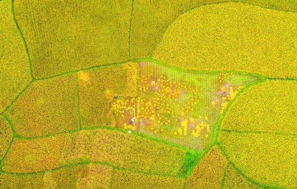 贵安新区抢收稻谷颗粒归仓