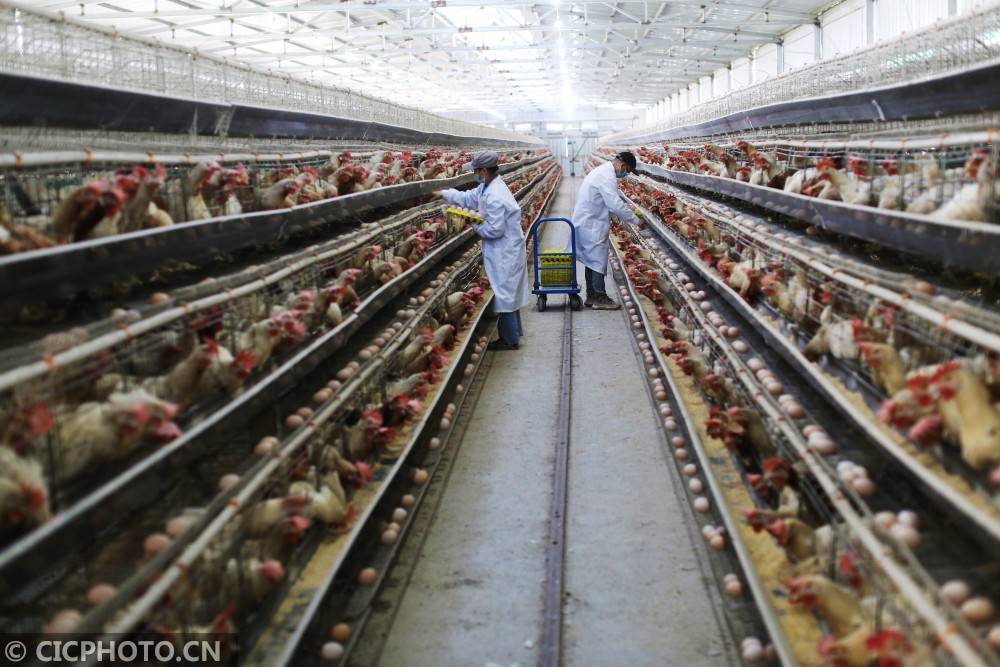 贵州锦屏:科技养殖蛋鸡促增收
