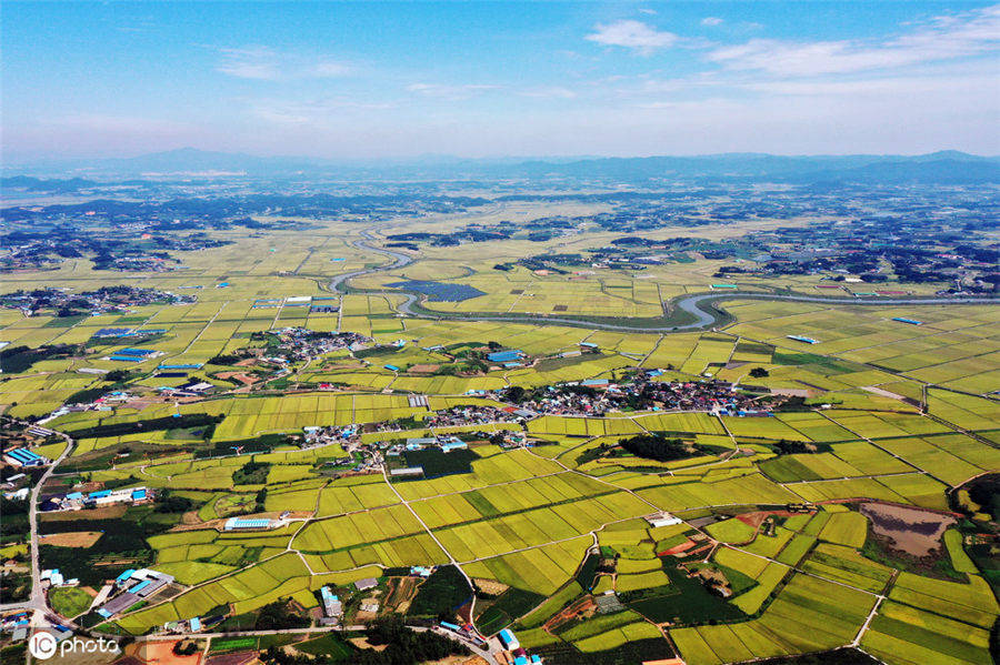 韩国秋意渐浓金色稻田美如画卷