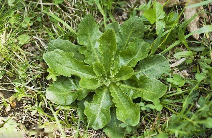 农村常吃的40种野菜能治病能解馋你吃过几种呢