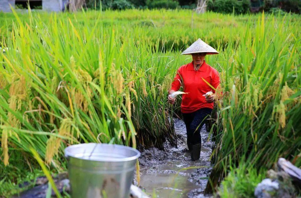 【转载】鱼欢水清 贵州生态渔业两兼得_养殖