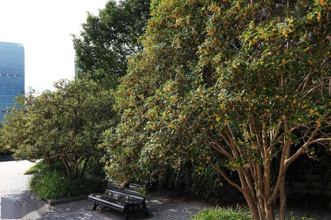 桂子花开十里飘香世纪公园桂花香满园