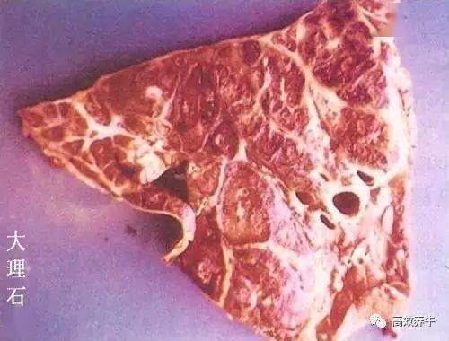 每日一招牛巴氏杆菌疾病的防治技术图谱