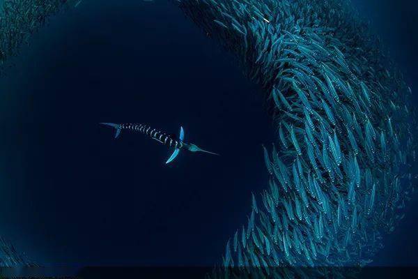 当摄影师遇上鲨鱼带你见识真正的深渊巨口