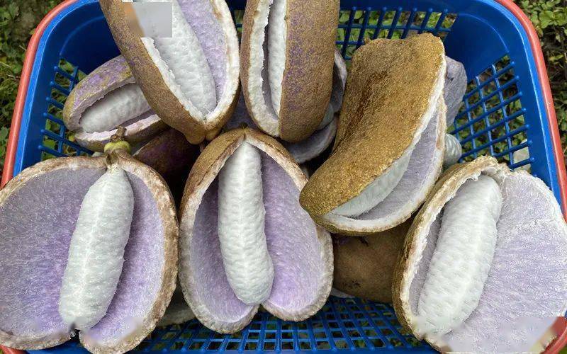 来自深山的网红野果八月瓜舟山唯一种植供不应求