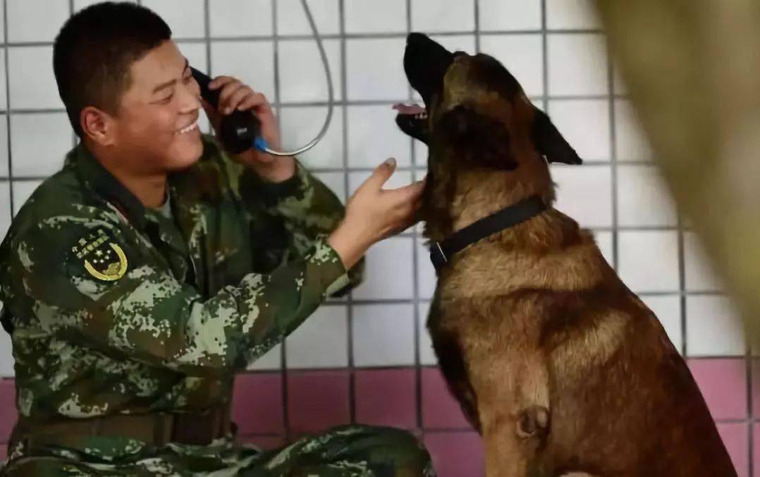 18个人犬情深催泪瞬间,退役时他们互敬军礼泪别,求求你,不要走!_军犬