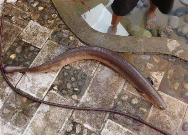 这种怪异的水生动物,当地人称为"溪滑".