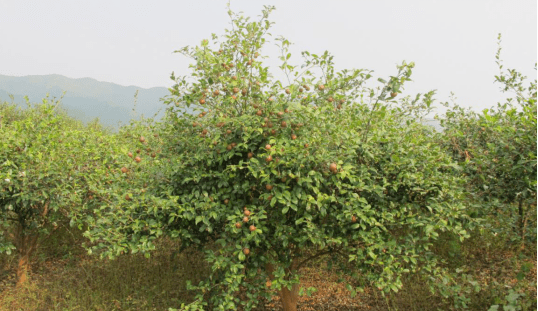 省級重點油茶良種基地平江縣獻鍾苗圃汨羅市白水苗圃省級重點火炬松