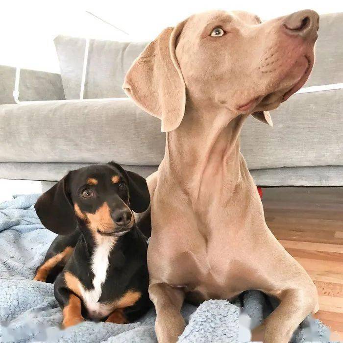 大狗子威玛患上了焦虑症,而最后治愈它的竟是一只小腊肠!