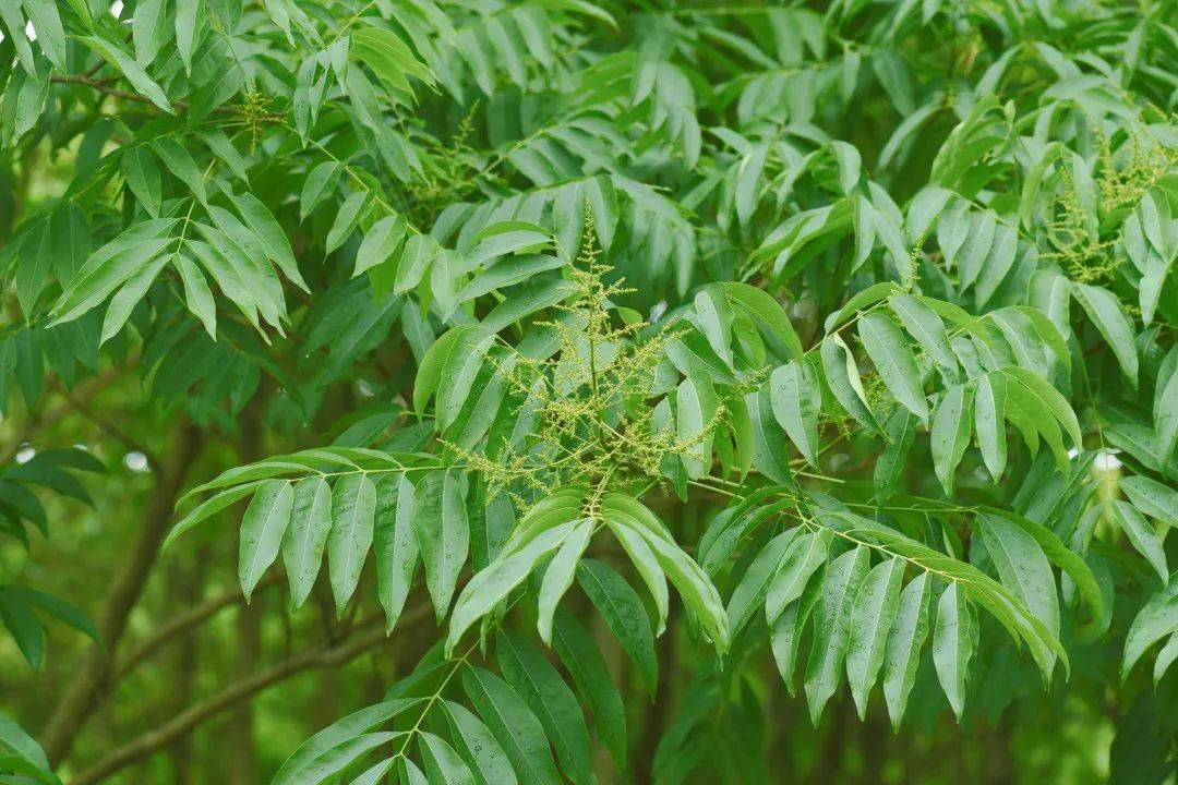 saponaria)為無患子科無患子屬落葉大喬木,別名木患子,鬼見愁,油患子