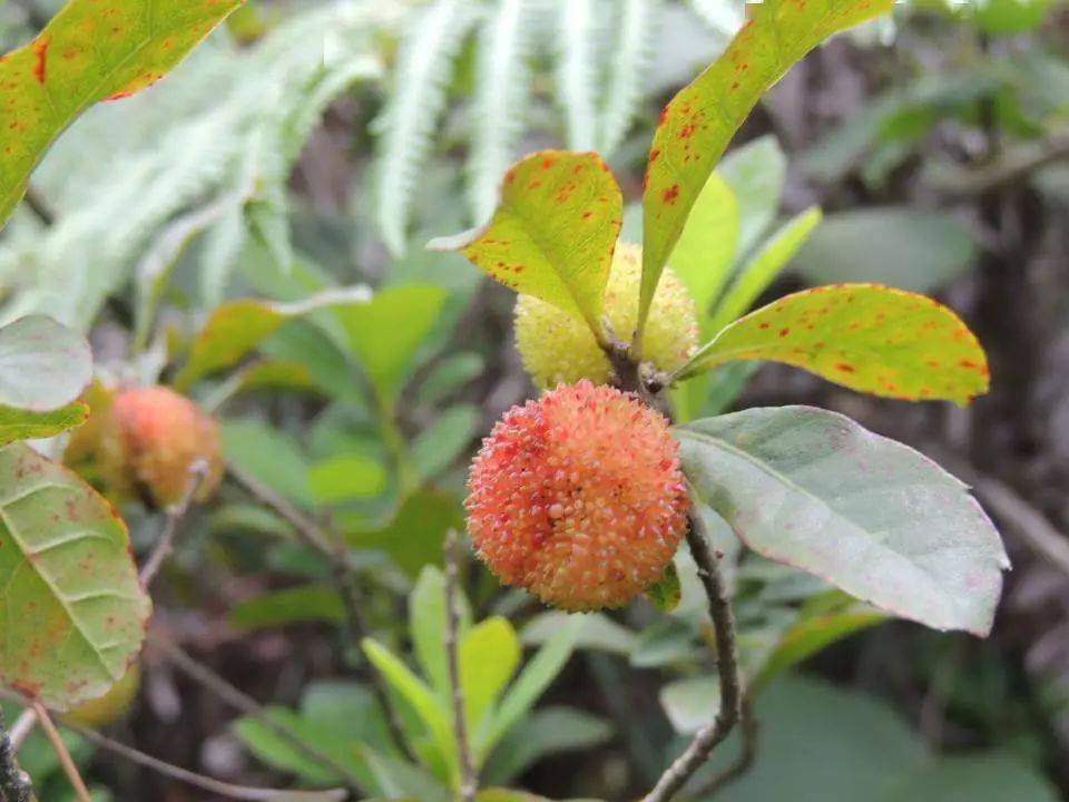 烏飯子 又稱十月烏,果子味道與藍莓相似