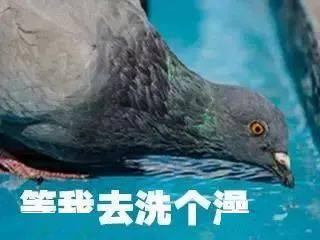 超魔性的放鸽子专用表情包你一定用得上