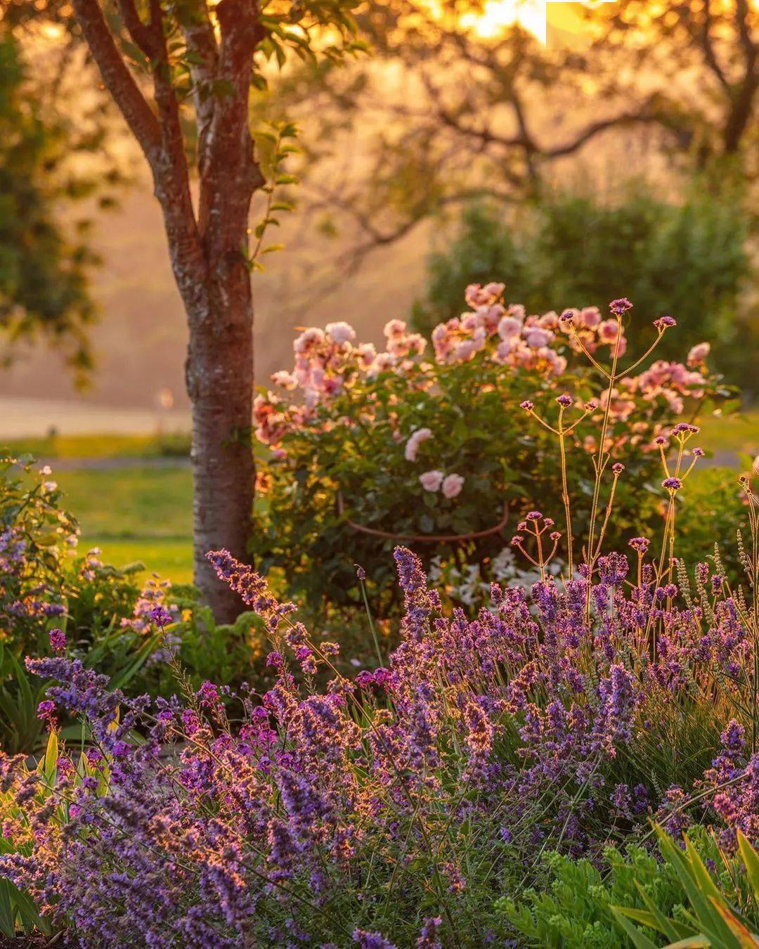英式花园配色有多牛?看看这位顶级摄影师的作品!
