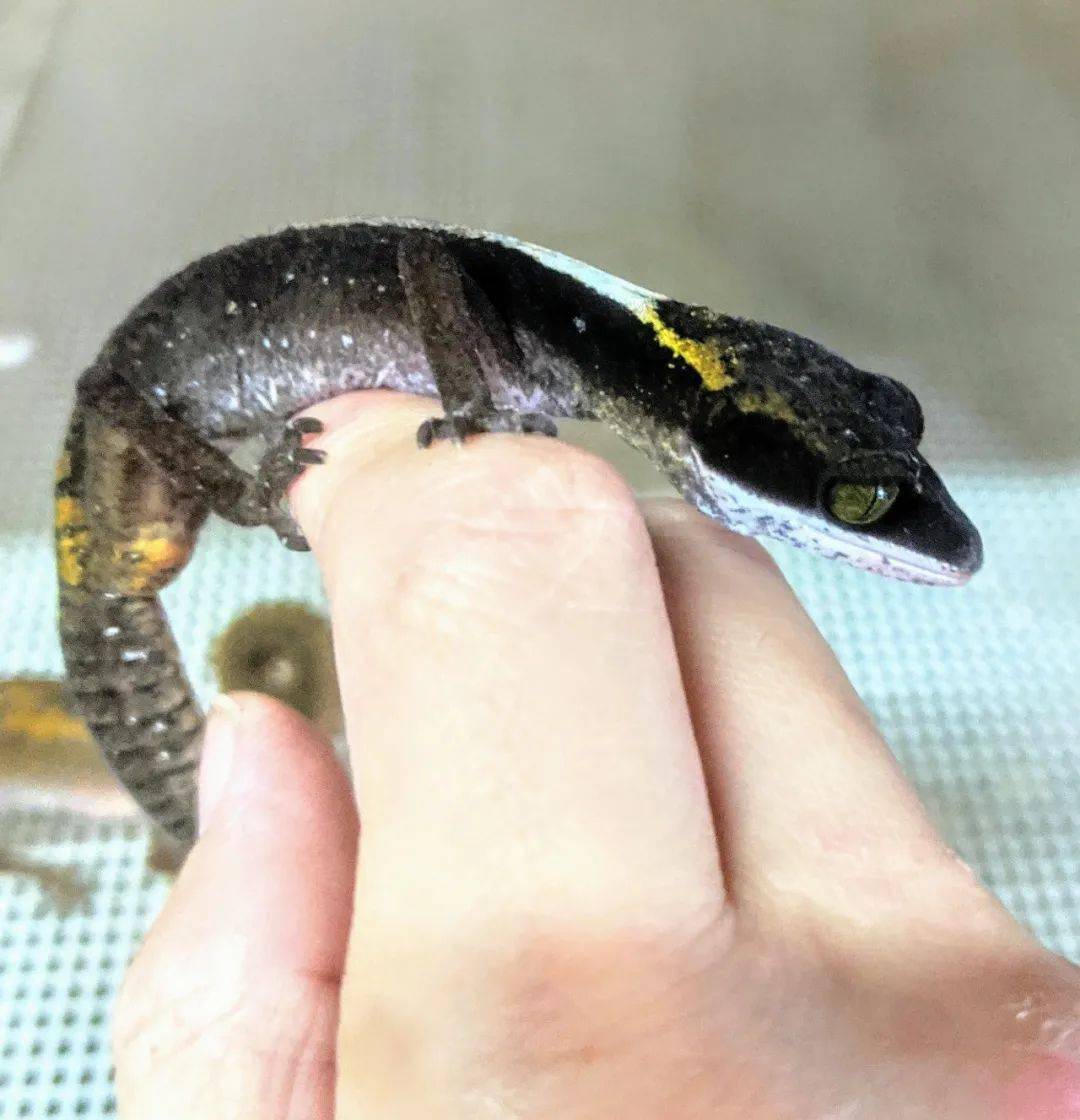 日本网友展示的纯黑表型猫守宫,个体差异还是基因变异?