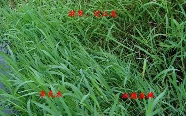 收藏必备池塘边稻田杂草图谱大全