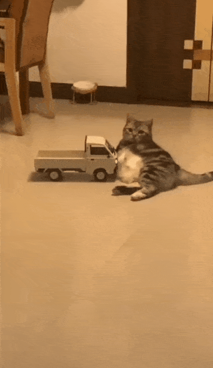 猫被小货车公然碰瓷一脸暴躁你什么玩意啊