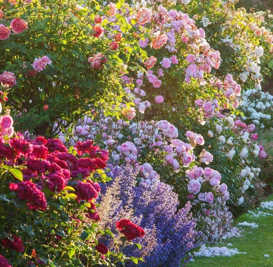 英式花园配色有多牛?看看这位顶级摄影师的作品!