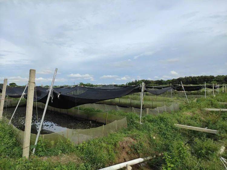 東閣鎮全面整治清退牛蛙養殖場