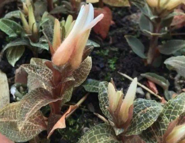 金线莲干货能卖2万一斤鲜货2000元一斤能人工种植吗