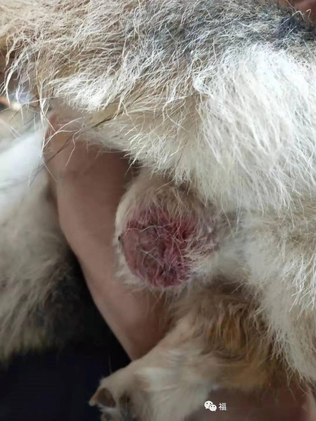 狗狗阴囊炎的症状图图片