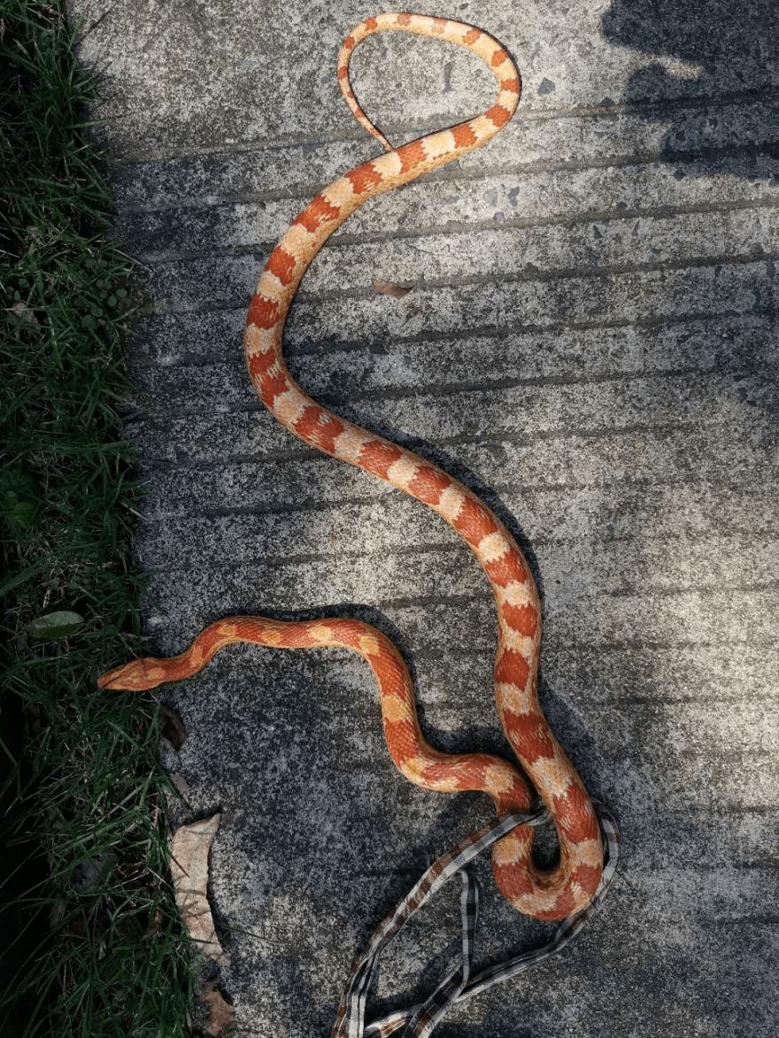 安徽这个小区惊现外来物种颜色鲜艳