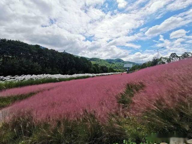 汉中这个地方的网红芦苇比诗经里的蒹葭还美