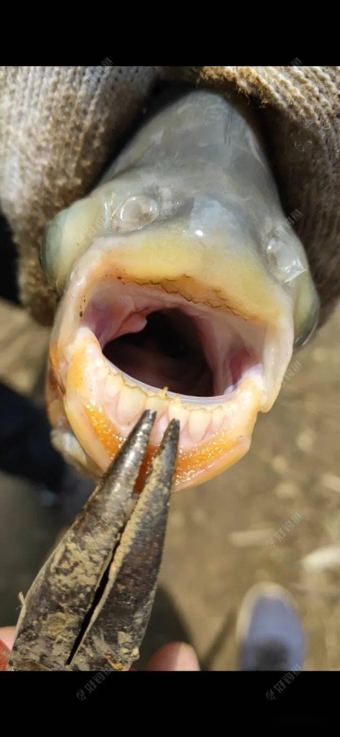 淡水白鲳鱼牙齿图片图片