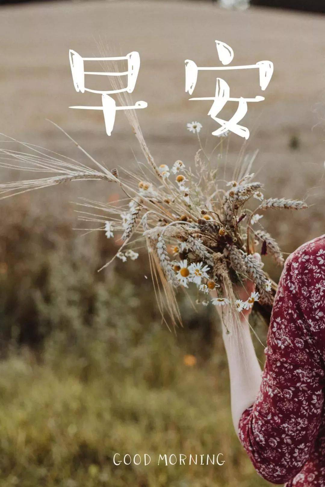 早安晚安语录朋友圈文案+图片-搜狐大视野-搜狐新闻