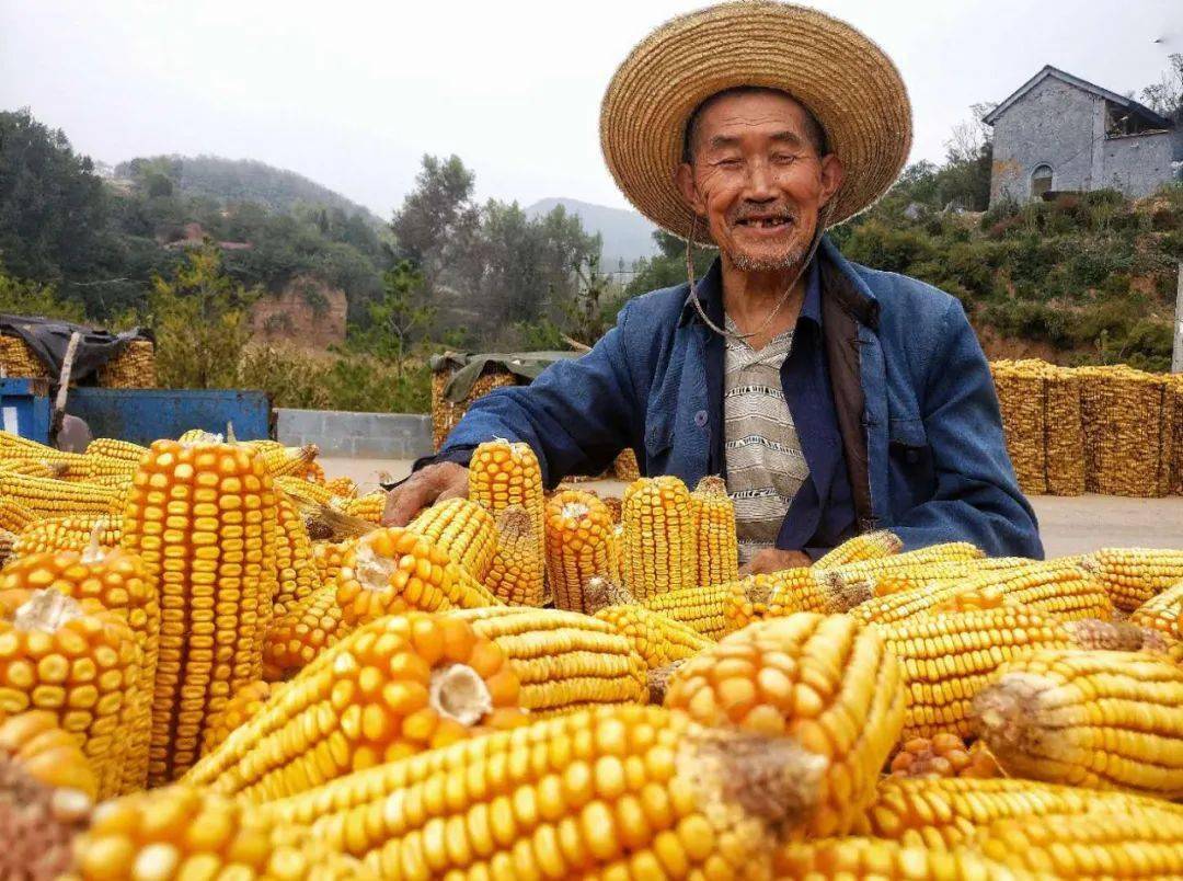 【手机拍阳城第271期】丰收之季