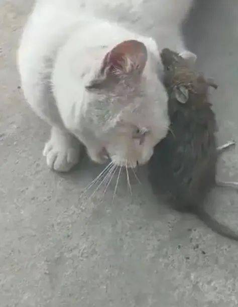 老鼠咬住猫咪的耳朵,猫咪吓得直叫唤,这也太丢猫脸了!