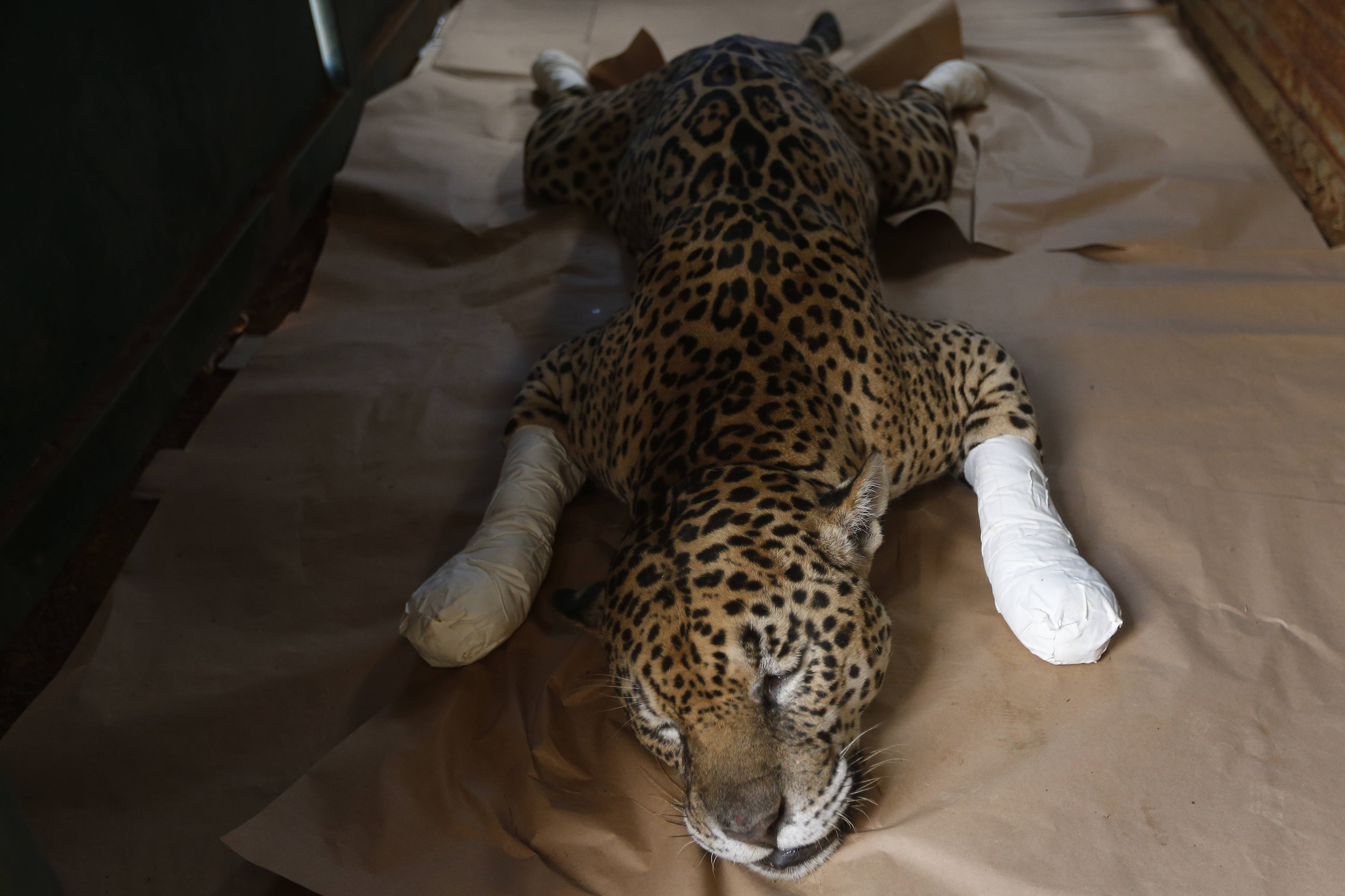 巴西潘塔纳尔湿地火灾中一受伤的美洲豹得到医治