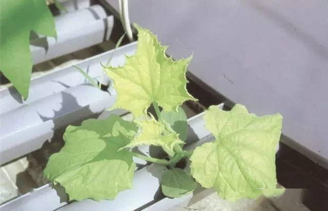 【作物病害】黄瓜缺素症状诊断及防治对策(全)