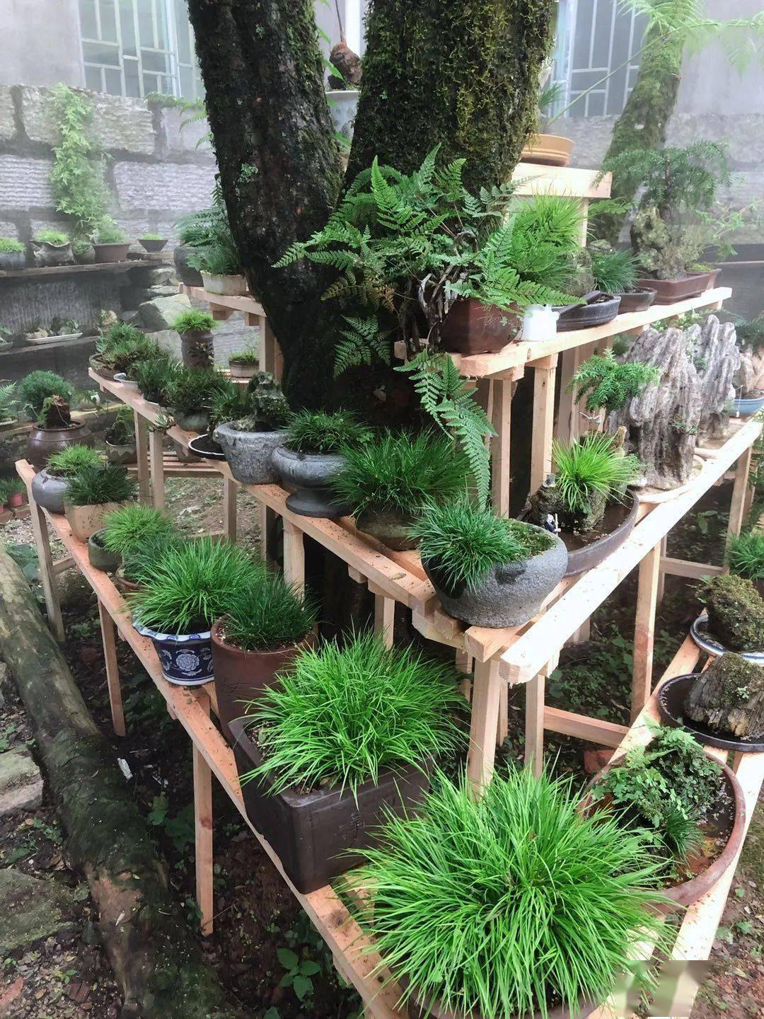 菖蒲养殖口诀解析